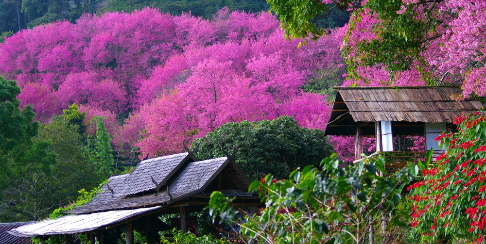 Sakura Trees Doi Pui National Park