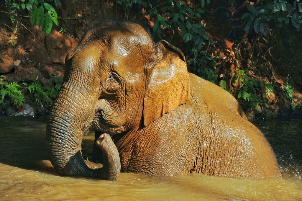 Elephant Valley Chiang Rai